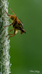 Strontvlieg Strontvlieg