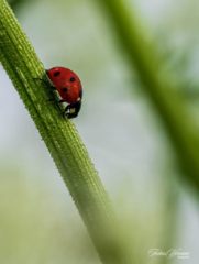 Lieveheersbeestje Lieveheersbeestje