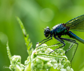 Weidebeekjuffer Weidebeekjuffer