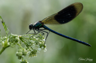 Weidebeekjuffer Weidebeekjuffer