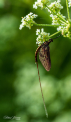 Driehoekeendagsvlieg Driehoekeendagsvlieg