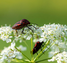 pyamaschildwants Pyamaschildwants