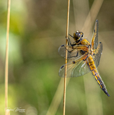 Viervlek Libelle