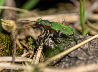 Groene zandloopkever