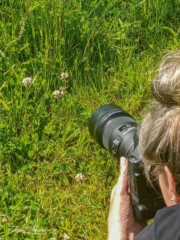 gefocust Gefocust op de vlinder op de bloem