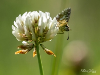 Aardbeivlinder op klaverbloem Aardbeivlinder op klaverbloem